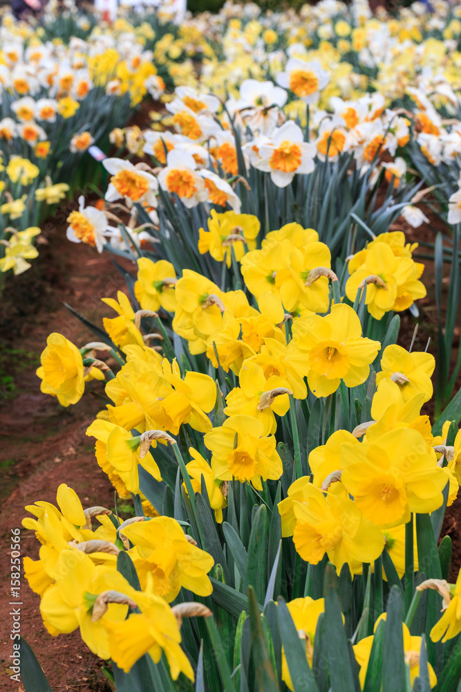 Fototapeta premium Field of daffodils