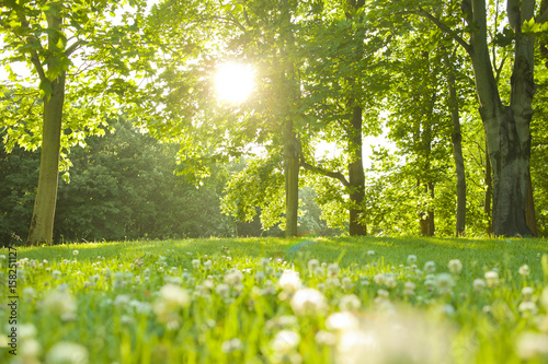 Fototapete 公園　太陽光