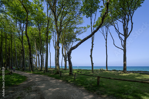 Ostseeküsten Radweg im Gespensterwald bei Nienhagen