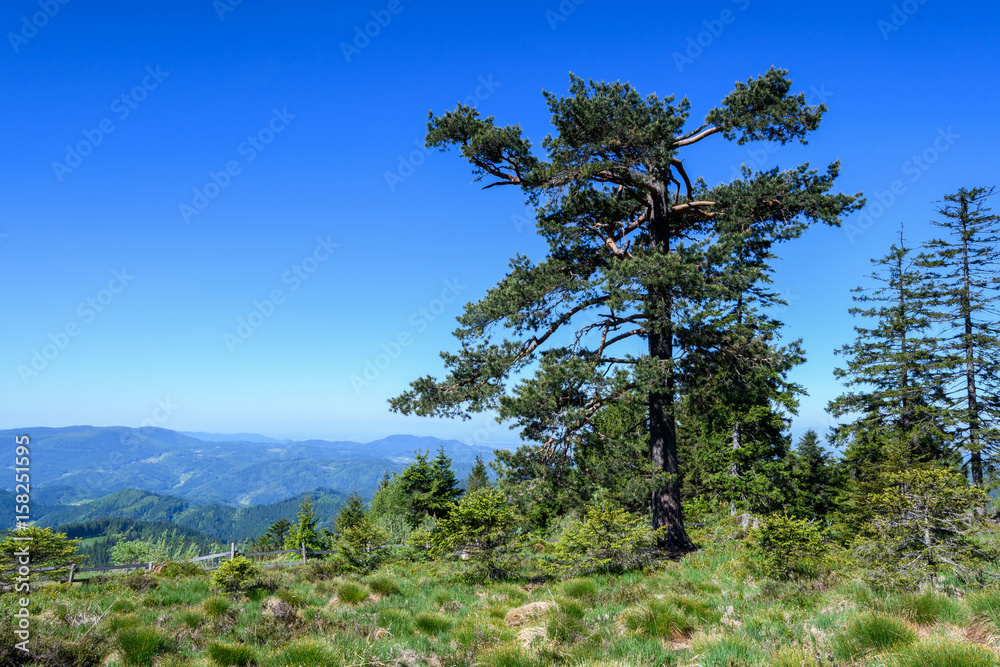 Obraz premium Schwarzwald