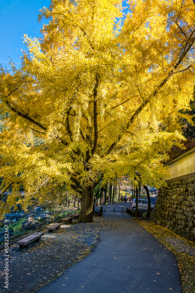 Naklejka premium Piękne duże drzewo Ginkgo w mieście Mitake w sezonie jesiennym.