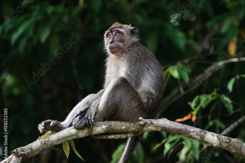 Borneo, Malaysia. A Macaque sits in a tree.