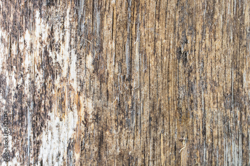 Dry wood texture.