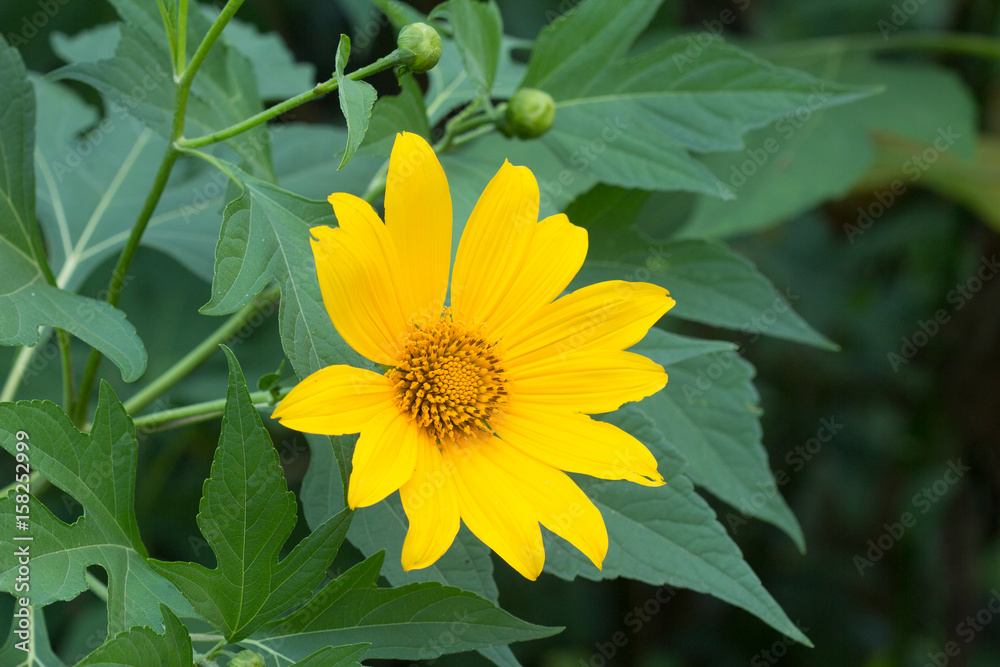 Flor Amarela Flor Amarela