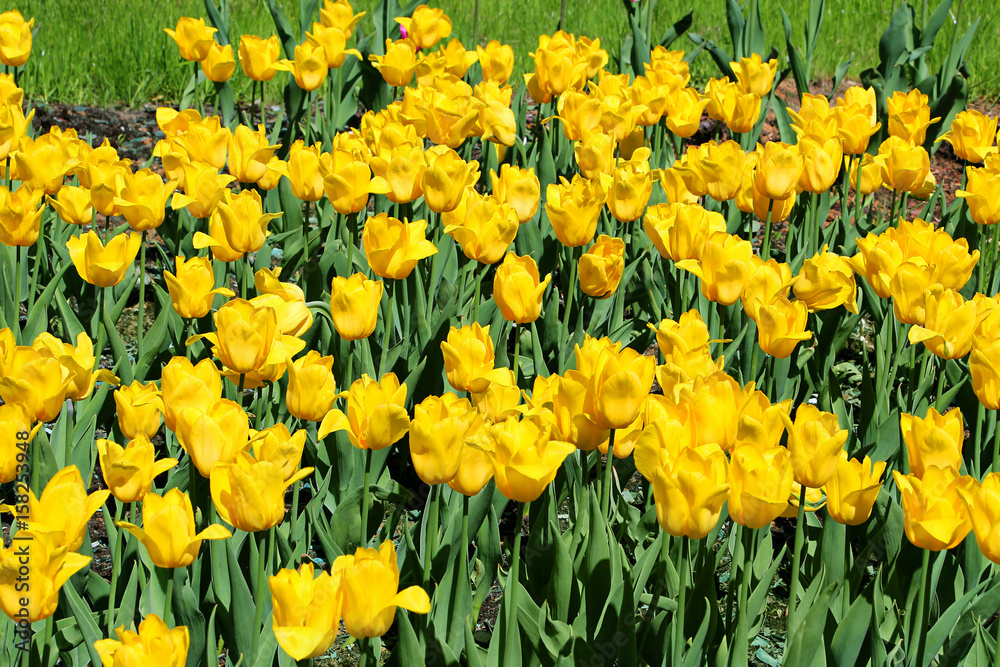 Beautiful yellow tulips