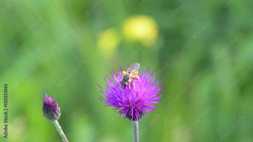 A bee collecting pollen on a Cirsium Rivulare flower 