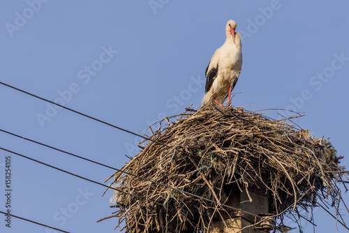 Beautiful stork standing on a large nest positioned above a pole of the power line of the village of Toceni, Craiova, Romania