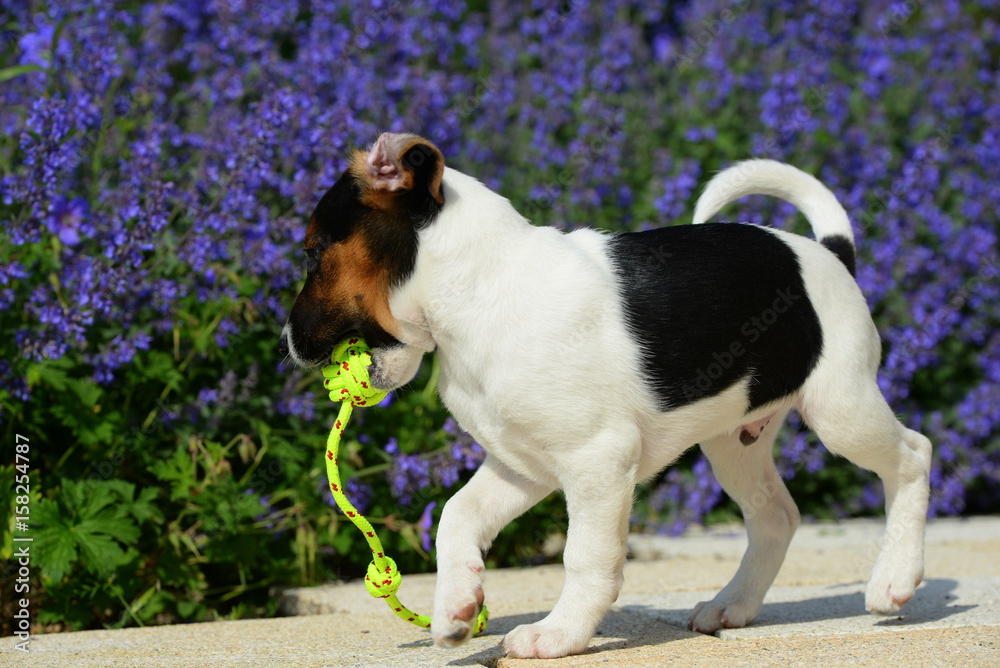 play dog, cute puppy in front of purple flowers playing with a rope play dog, cute puppy in front of purple flowers playing with a rope