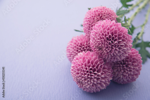 Fototapeta Naklejka Na Ścianę i Meble -  ポンポン菊