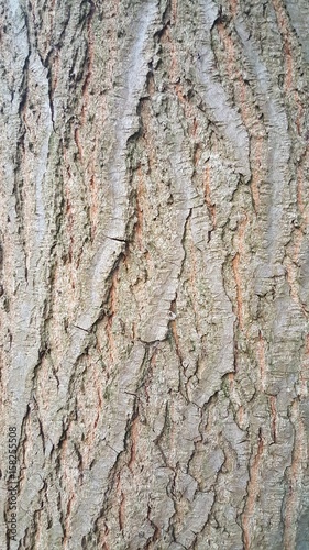 Fototapeta Naklejka Na Ścianę i Meble -  Close Up Of Tree Texture