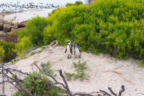 The African Penguin colony on Cape Peninsula at Boulders Beach, Simon's Town, Western Cape Province, Cape Town district, South Africa.