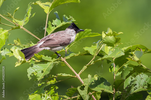 Image of bird on a branch on nature background. Animal. (Perched Red-vented Bulbul Pycnonotus cafer)