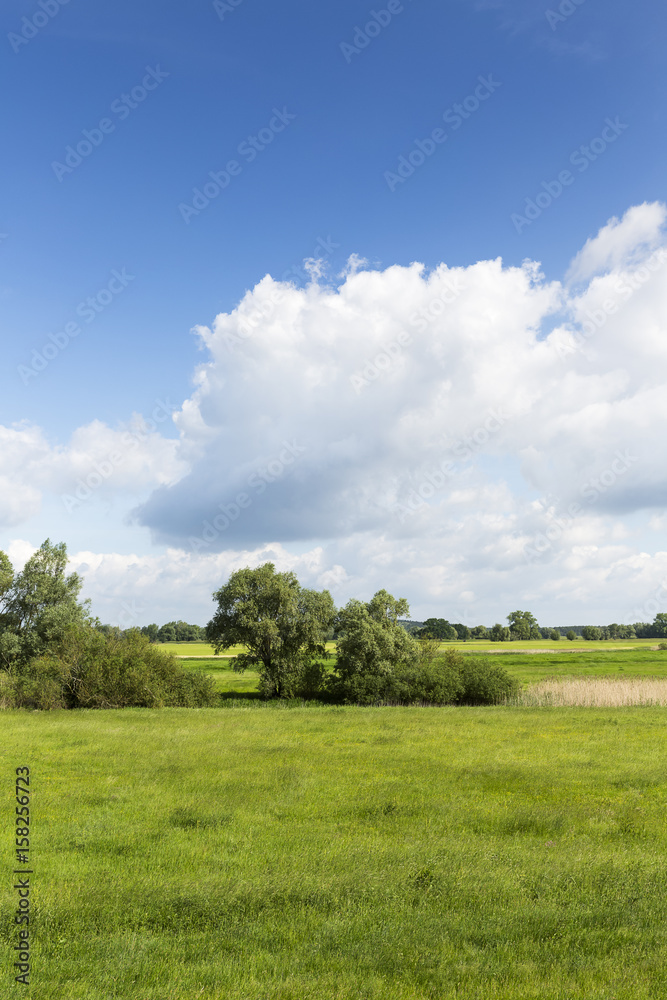Fototapeta premium flood plain behind the dike of Elbe river in Lower Saxony