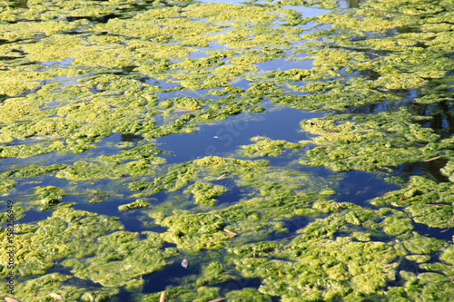 green water alga