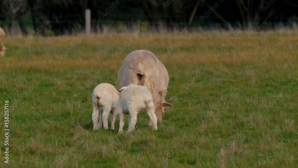 Hungry Twin Lambs Suckling The Walking Away Hungry Twin Lambs Suckling The Walking Away