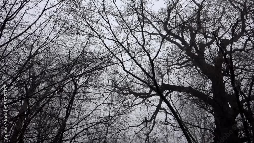 big oak with dark silhouette trees and branches in the woods with panning shot big oak with dark silhouette trees and branches in the woods with panning shot