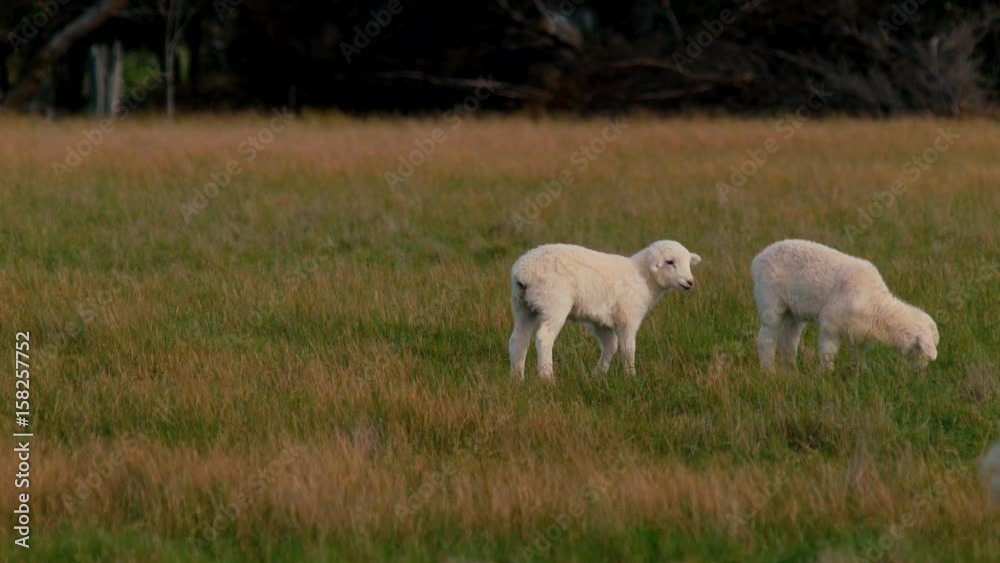 Twin Lambs Grazing In A Field Twin Lambs Grazing In A Field