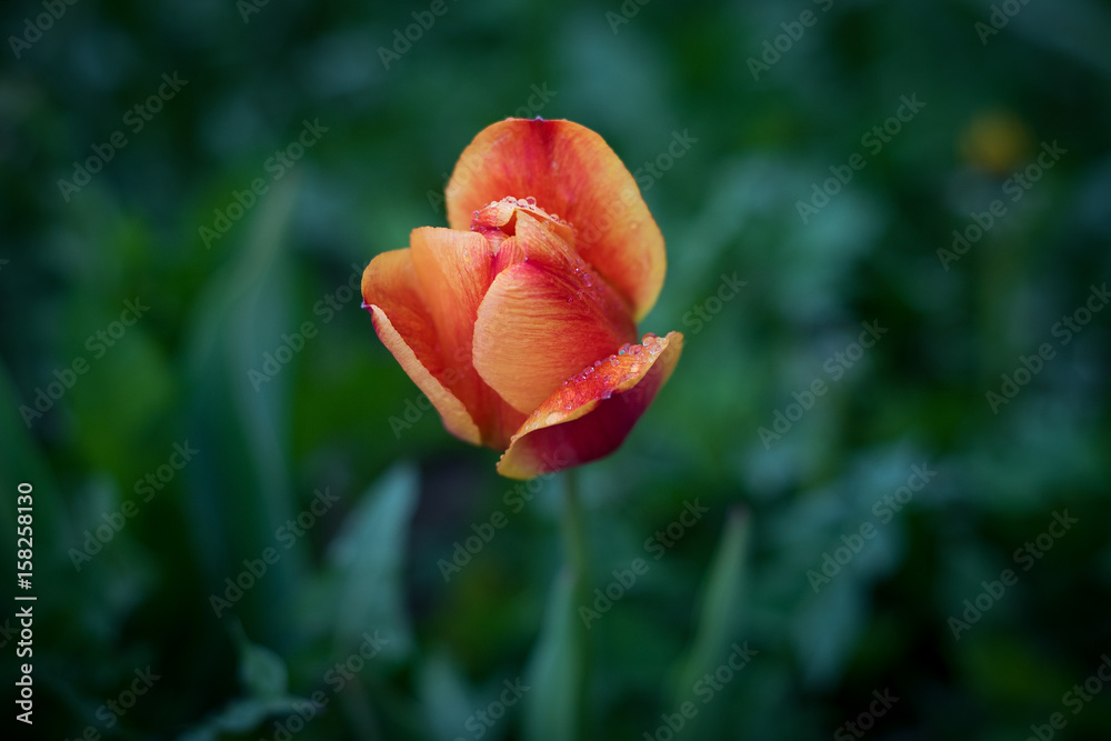 Flowers, nature, parks, and garden plotsм Flowers, nature, parks, and garden plotsм