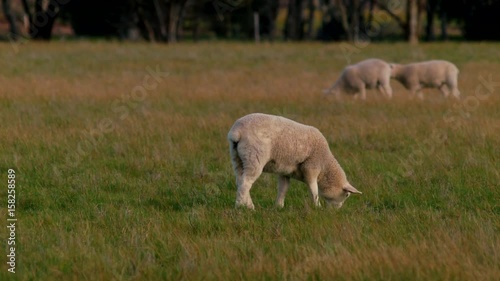 Young Lamb Walking And Grazing