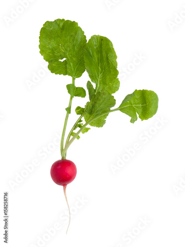 Fresh radish with green leaves isolated on white