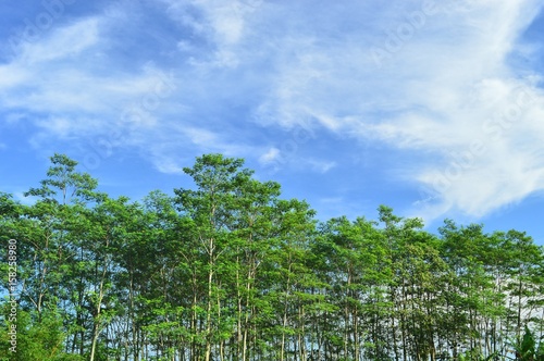 A tree that grows parallel and neatly arranged