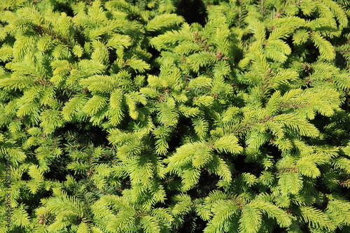 Wallpaper Mural Close-up of spruce Picea glauca Torontodigital.ca
