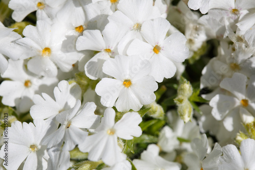 Floral background white subulate phlox.