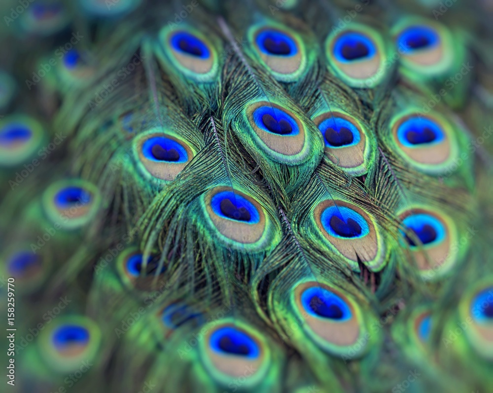 Fototapeta premium Portrait of beautiful peacock with feathers out