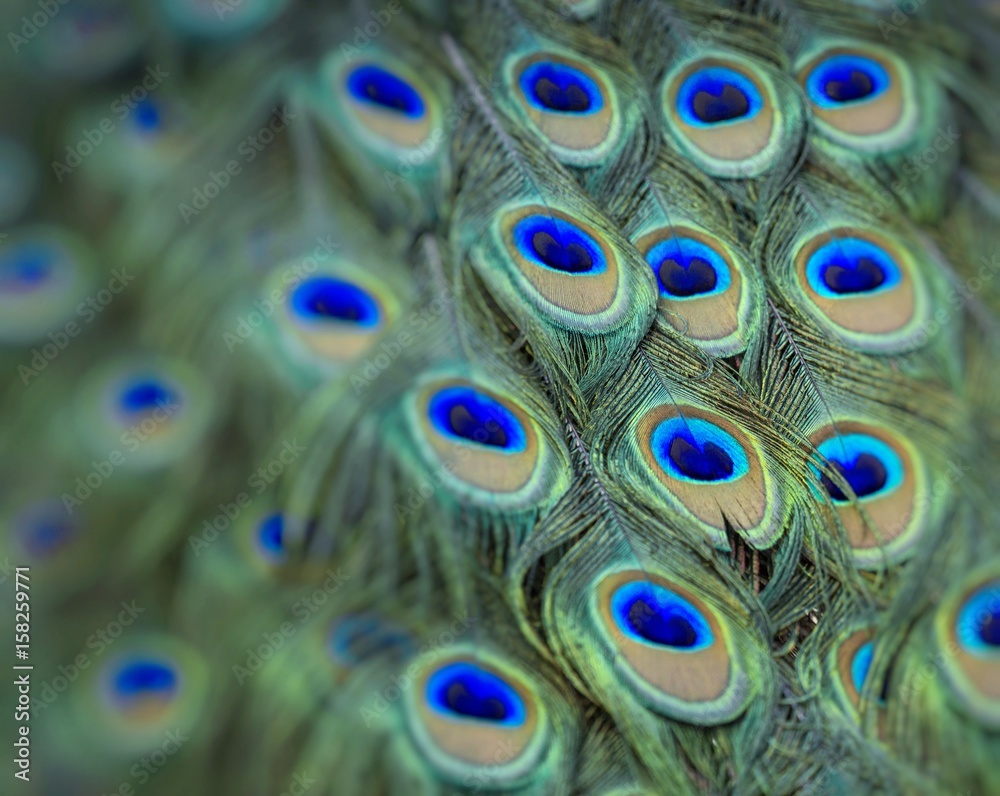 Obraz premium Portrait of beautiful peacock with feathers out