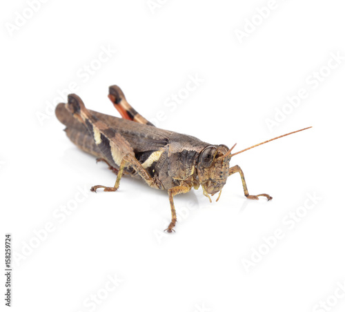 Grasshopper isolated on white background © supia