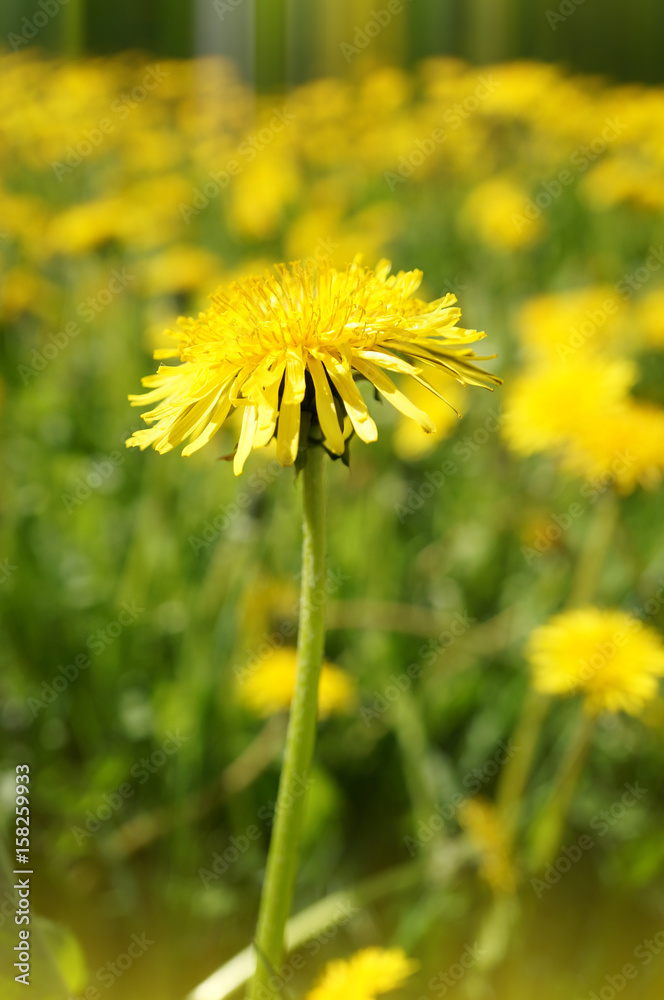 A beautiful dandelion photo. Selective focus. A beautiful dandelion photo. Selective focus.