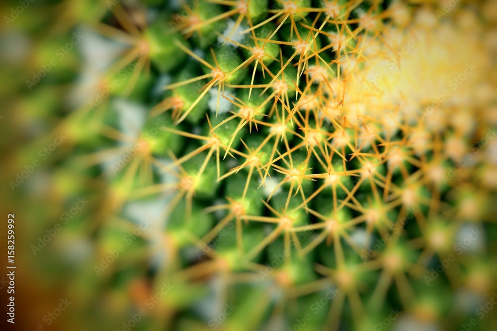Close up of globe shaped cactus with long thorns Close up of globe shaped cactus with long thorns
