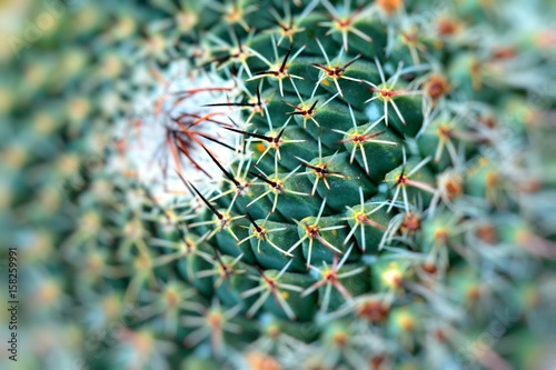 Close up of globe shaped cactus with long thorns