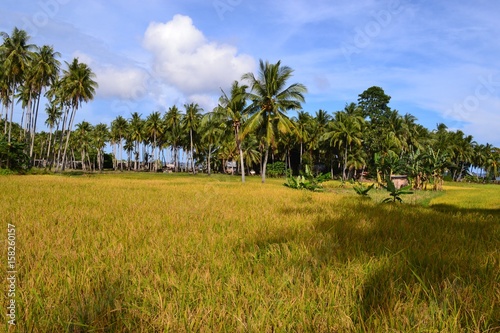field in the philippines