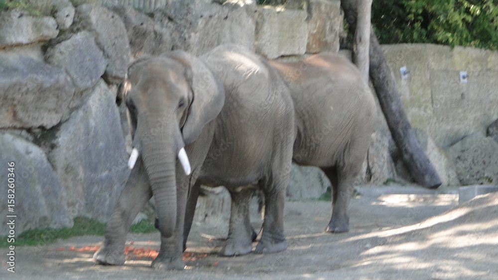 Fototapeta premium Elefant