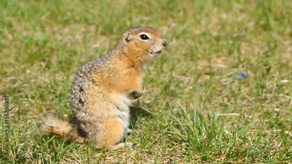 Суслик после зимней спячки. Суслик кушает семена. Живая природа. Gopher after hibernation. The gopher eats seeds. Wildlife Суслик после зимней спячки. Суслик кушает семена. Живая природа. Gopher after hibernation. The gopher eats seeds. Wildlife