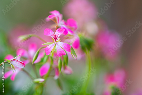 Summer flowers 