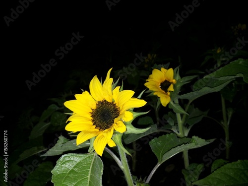 Sonnenblume