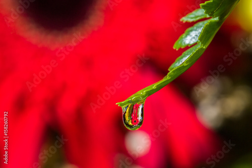 Droplet of water on green leaf, red flower background