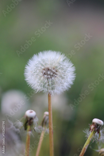 Glade with dandelions. Summer background.