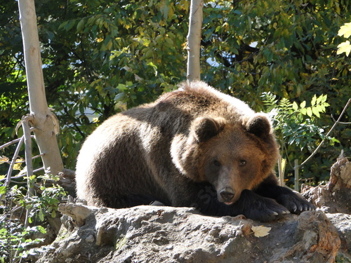 Bär