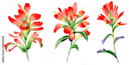 Wildflower Indian Paintbrush flower in a watercolor style isolated.
