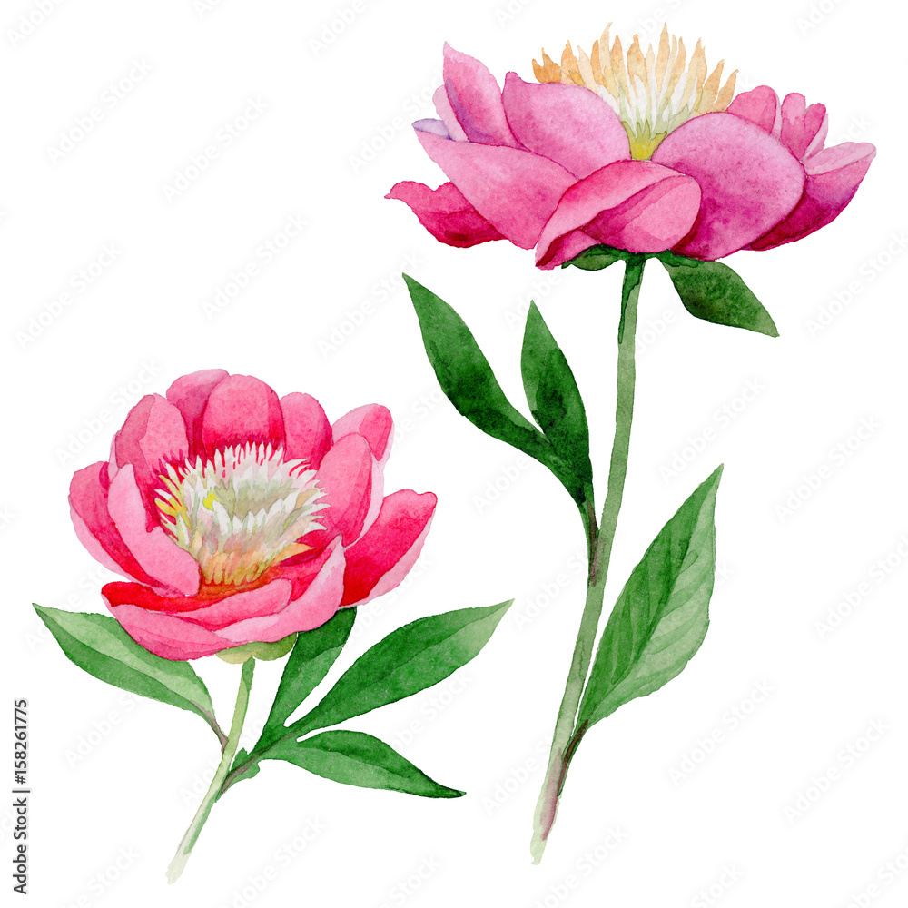 Wildflower peony flower in a watercolor style isolated.
