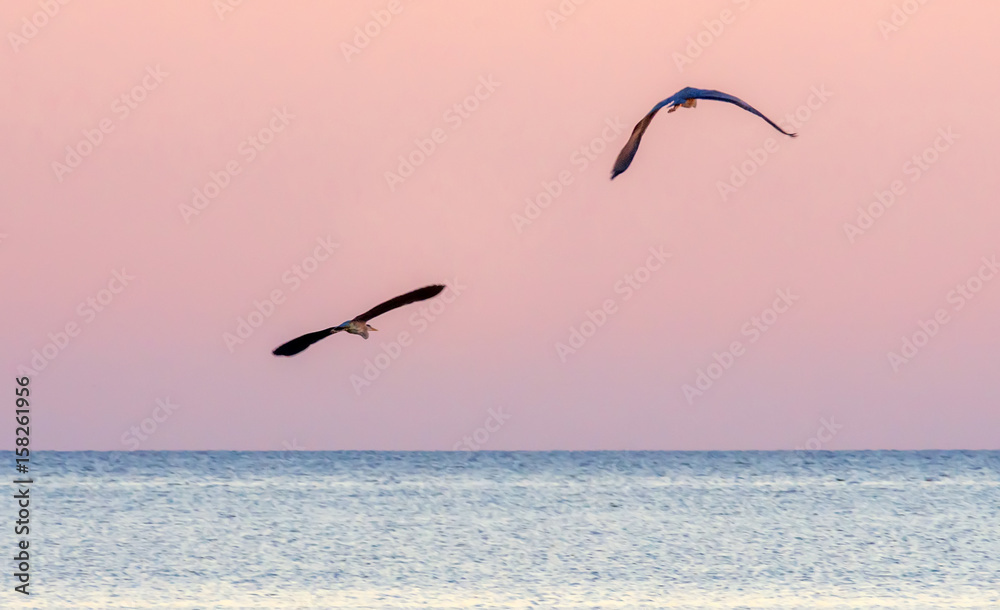 Naklejka premium A pair of herons flying in the sunset over the sea.