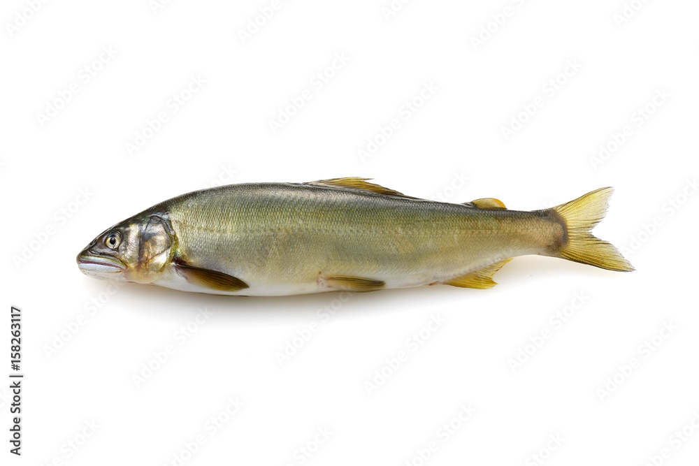 Fototapeta premium 鮎 Japanese sweetfish