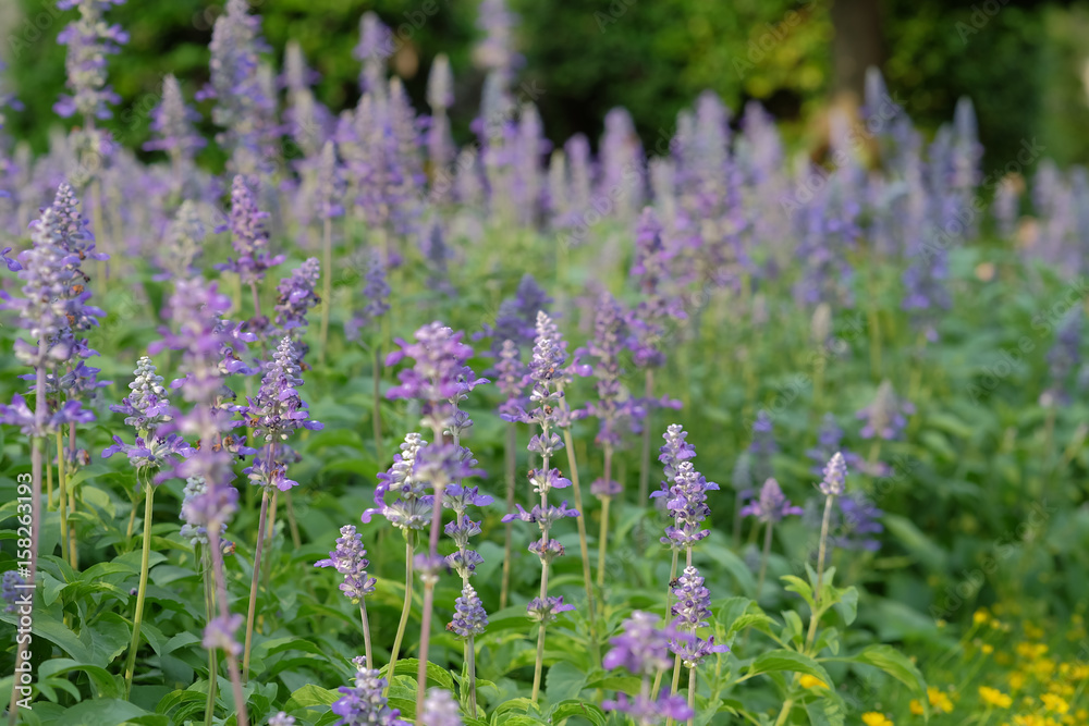 soft focus beautiful flowering purple meadow with Blue Salvia in garden soft focus beautiful flowering purple meadow with Blue Salvia in garden