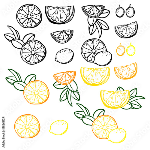 Vector set with lemons, limes, oranges, kumquat and grapefruit. Citrus fruit mix. Can be used in the menu of a restaurant or cafe.