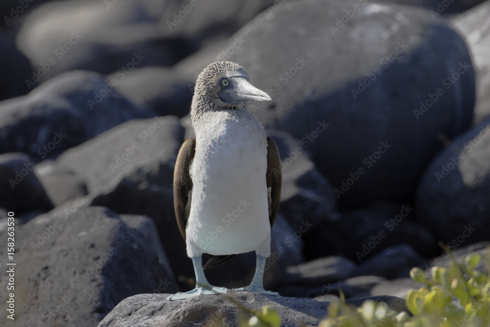 Naklejka premium Blue-footed booby (Sula nebouxii) on rock at Punta Suarez on Espanola, Galapagos Islands