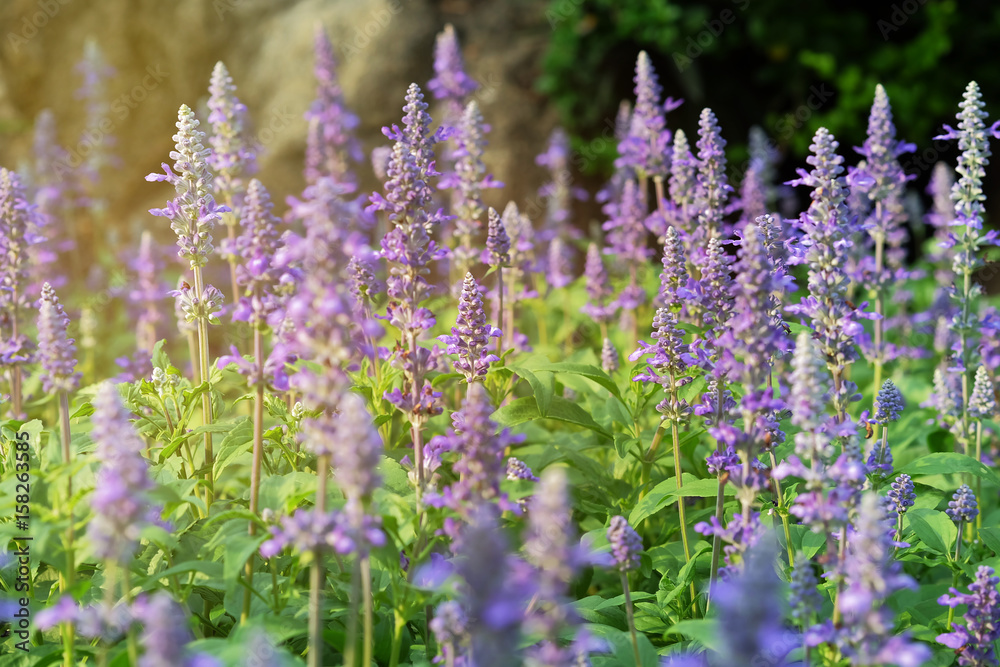 Fototapeta premium Blue Salvia flowers blooming under the morning sunshine.