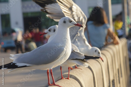 Seagull standing on a concrete pier with town in the background